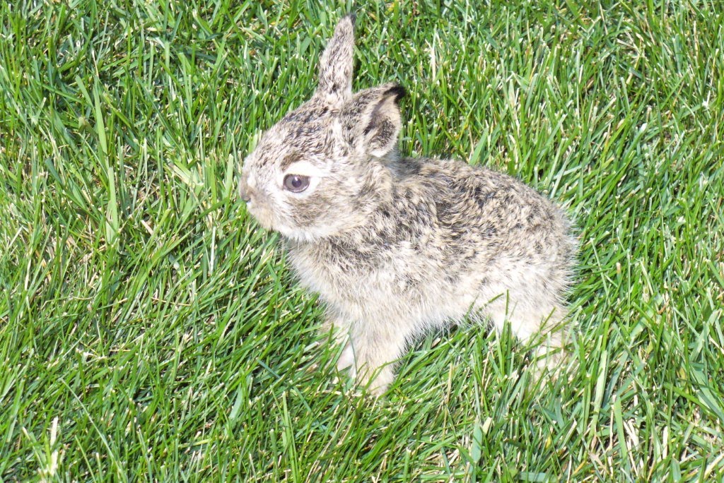 Hiawatha House Baby Jack Rabbit with an Attitude